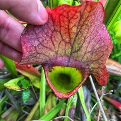 Sarracenia