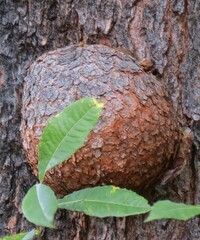 Agrobacterium radiobacter