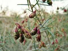 Psorothamnus schottii