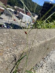 Coccinella septempunctata