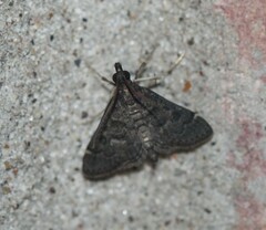 Steniodes declivalis