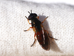 Pyrophaena granditarsis