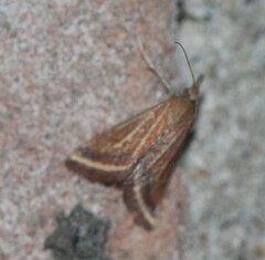 Microtheoris ophionalis