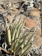 Dudleya albiflora