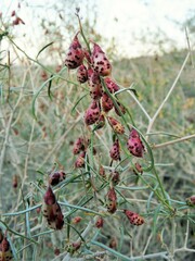 Psorothamnus schottii