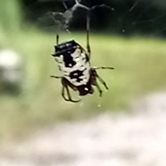 Micrathena mitrata