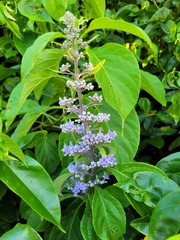 Cornutia pubescens
