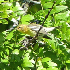 Setophaga fusca