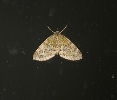 Acasis viretata