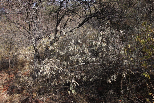 Image of Grewia bicolor by (c) Tony Rebelo, some rights reserved (CC BY-SA)