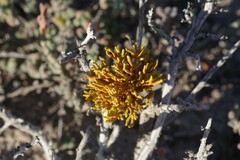 Dufourea flammea