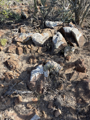 Mammillaria brandegeei