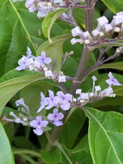 Cornutia pubescens
