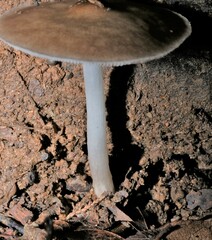 Pluteus