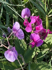 Lathyrus latifolius