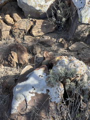 Mammillaria brandegeei