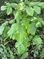 Fraxinus biltmoreana