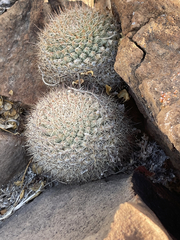 Mammillaria brandegeei