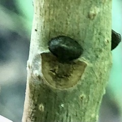 Fraxinus biltmoreana