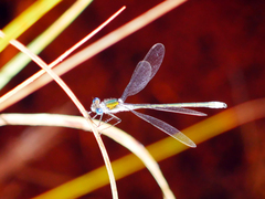 Lestes sponsa