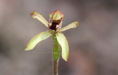 Caladenia transitoria