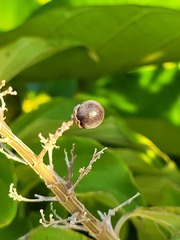 Cornutia pubescens