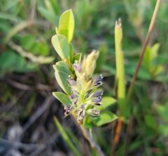 Alysicarpus vaginalis