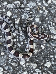 Pantherophis guttatus