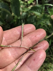 Bothriochloa bunyensis