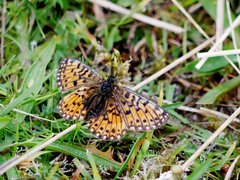 Boloria selene