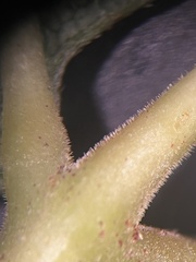 Fraxinus biltmoreana