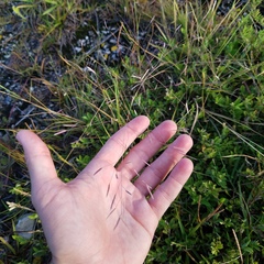 Eragrostis elliottii