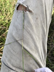 Bothriochloa bunyensis