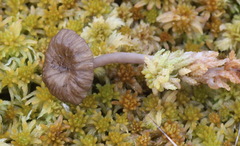 Arrhenia sphagnicola