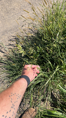 Sorghum halepense