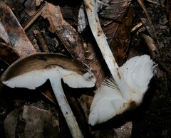 Pluteus