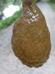 Pectinatella magnifica