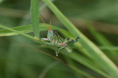 Campylacantha olivacea