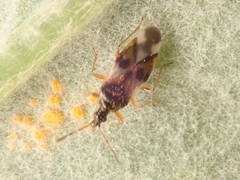 Anthocoris nemorum