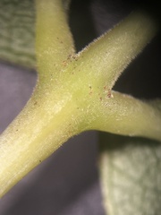 Fraxinus biltmoreana