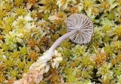 Arrhenia sphagnicola