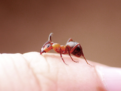 Formica polyctena