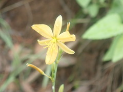 Echeandia flavescens
