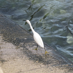 Egretta garzetta