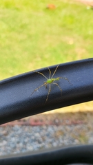 Peucetia viridans
