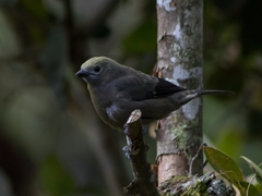 Thraupis palmarum
