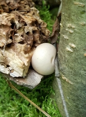 Apioperdon