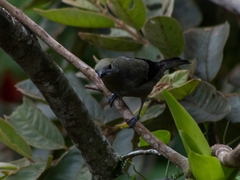 Thraupis palmarum