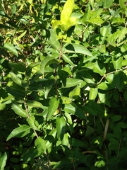 Lonicera tatarica