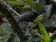 Thraupis palmarum